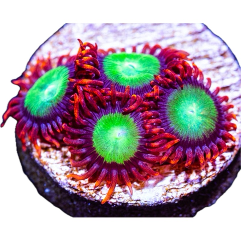 Goblins on Fire Zoa