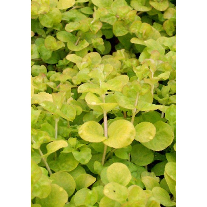 Golden Creeping Jenny  Lysimachia nummularia  Aurea