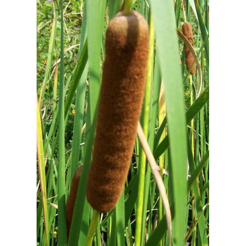 Graceful Cattail  Typha angustifolia (Pre-Order)