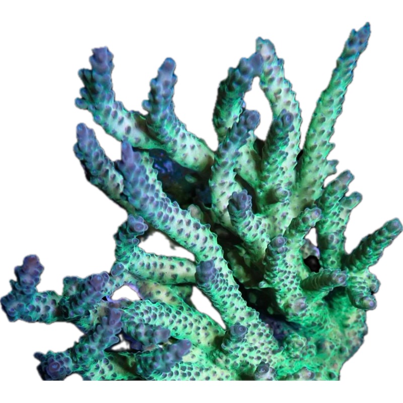Grapejuice acropora