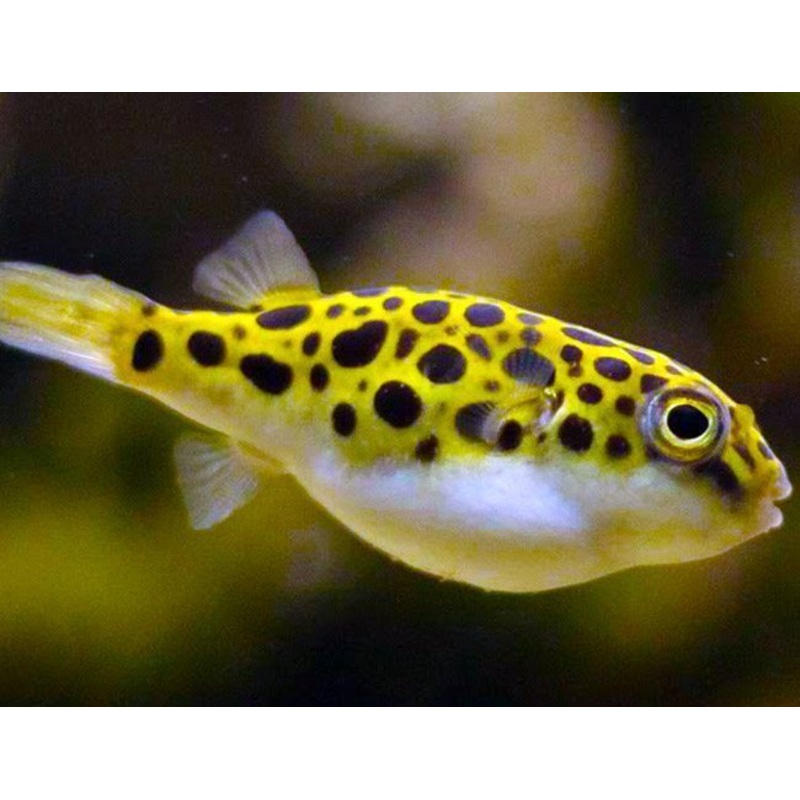 Green Spotted Puffer