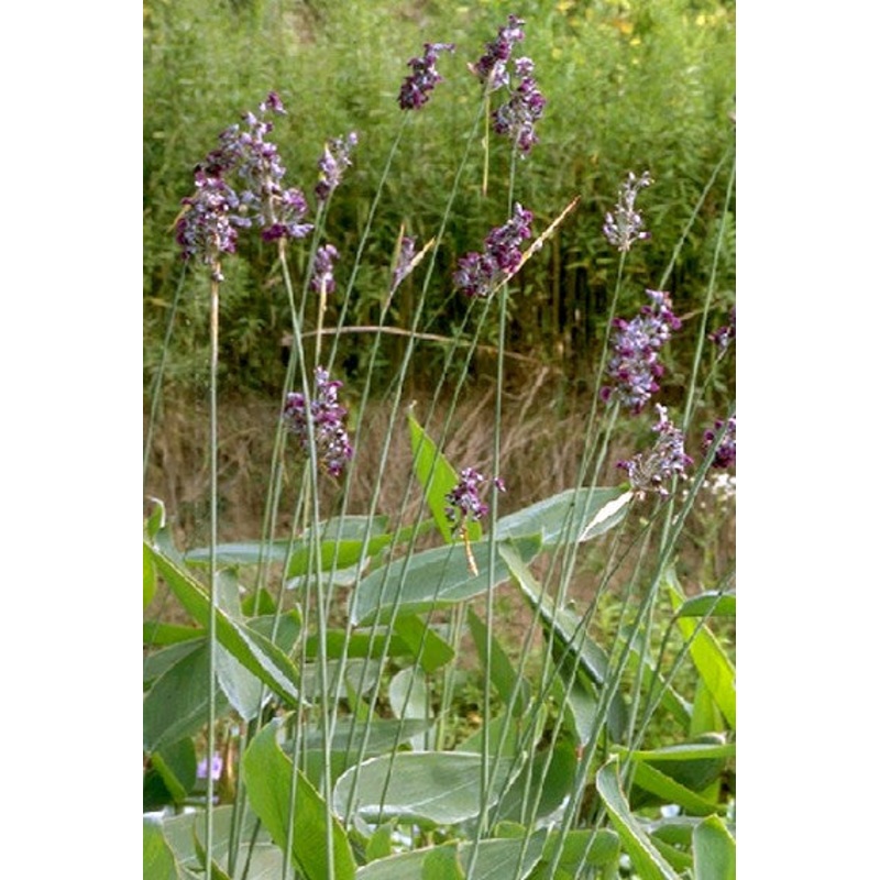Hardy Water Thalia  Thalia dealbata (Pre-Order)