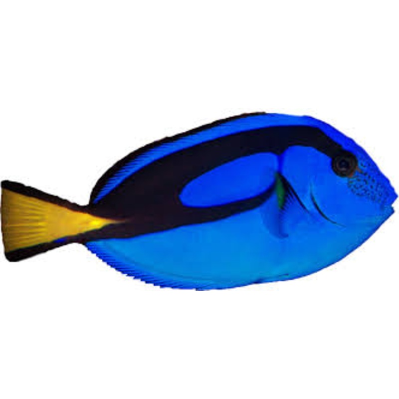 Hippo Tang (Paracanthurus hepatus) --(Conditioned) LG 6-7" (arrived March 21)