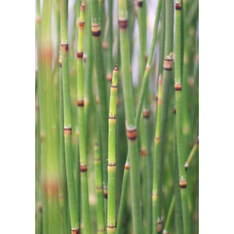 Horsetail  Equisetum hyemale (Pre-Order)