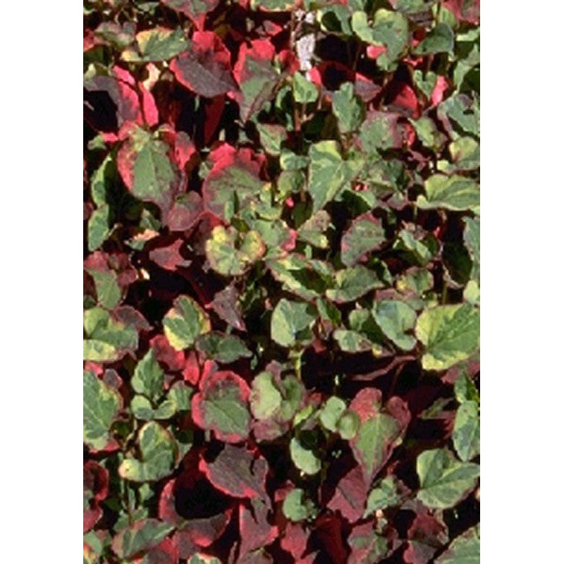 Houttuynia Chameleon  Houttuynia cordata variegata (Pre -Order)