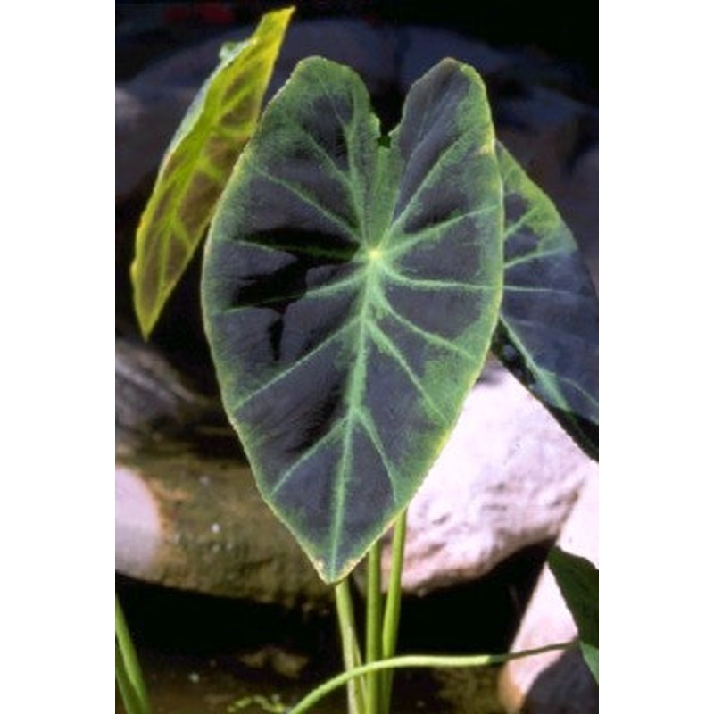 Imperial Taro  Colocasia esculenta var. antiquorum (Pre-Order)