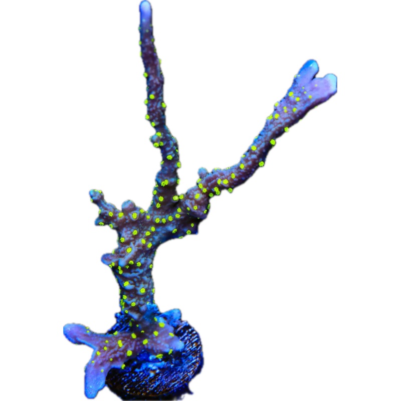 JF Dynamite Montipora