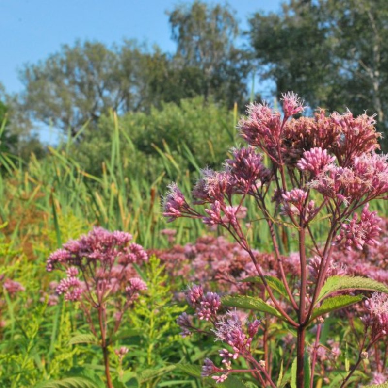 Joe Pye Weed  Eupatorium maculatum (Pre-Order)