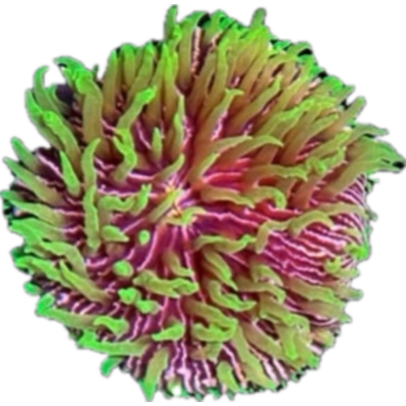Jokers Pinwheel Plate coral