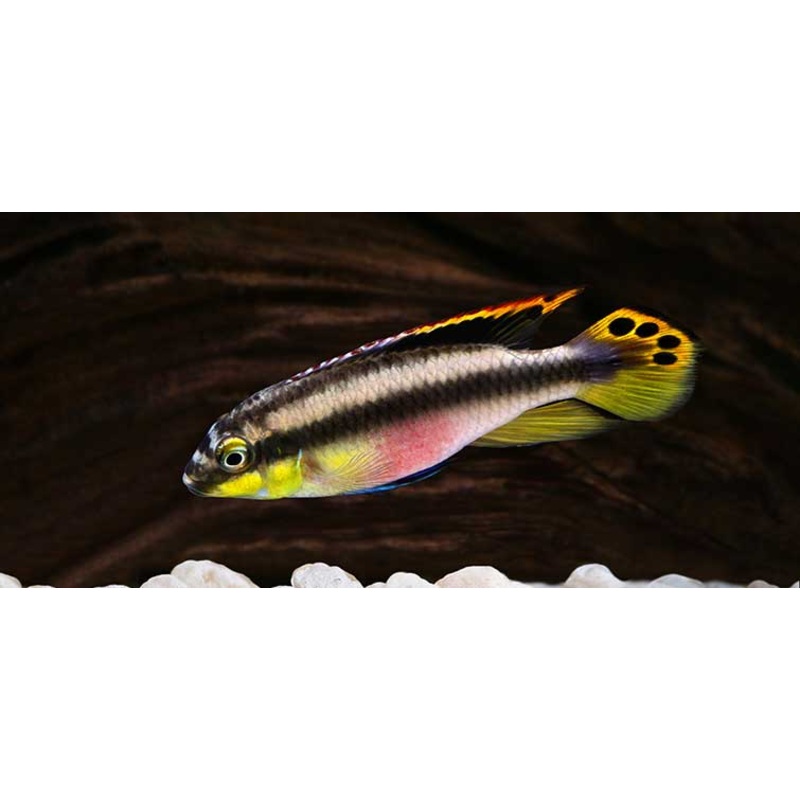 Kribensis