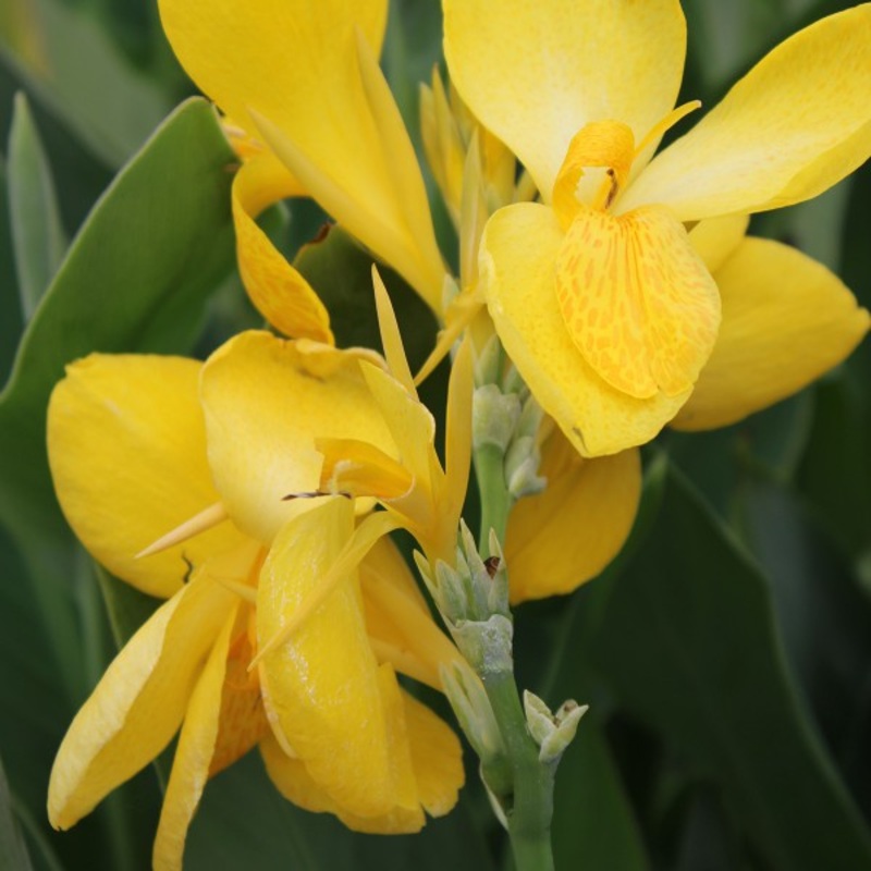 Lemon Punch Canna  Canna sp (Pre-Order)