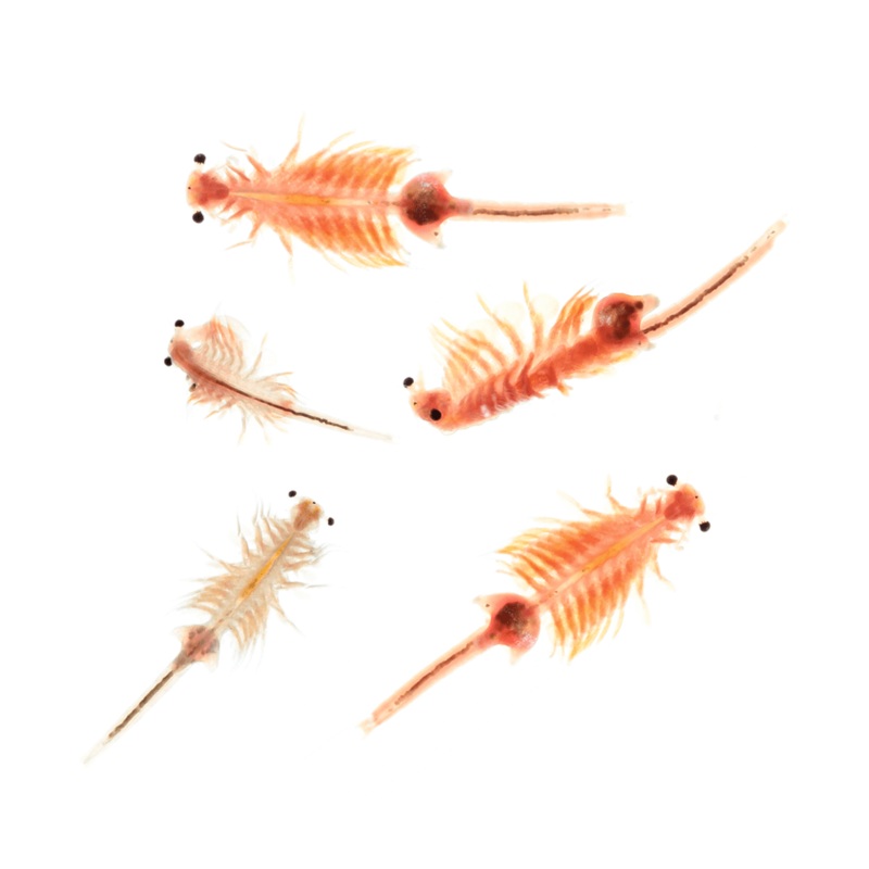 Live Adult Brine Shrimp