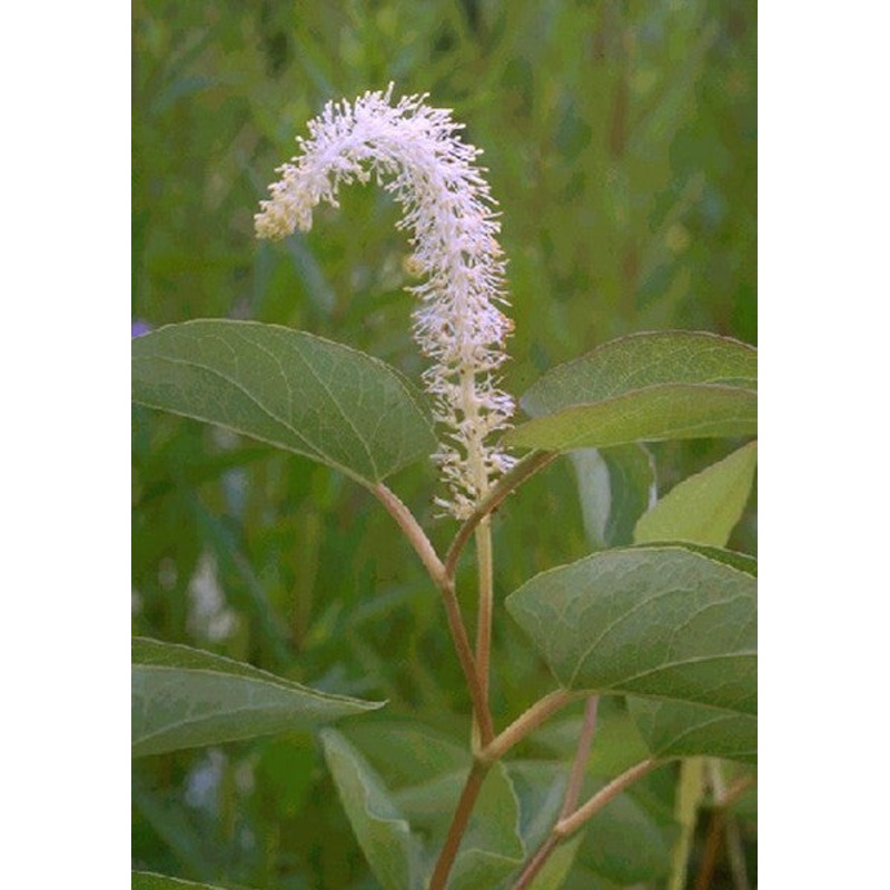 Lizards Tail  Saururus cernuus (Pre-Order)