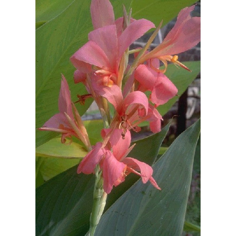 Longwood Erebus  Canna glauca hybrid (Pre-Order)