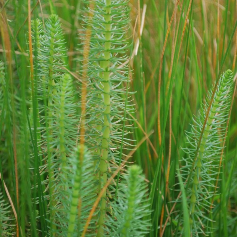 Mares Tail  Hippuris vulgaris (Pre-Order)