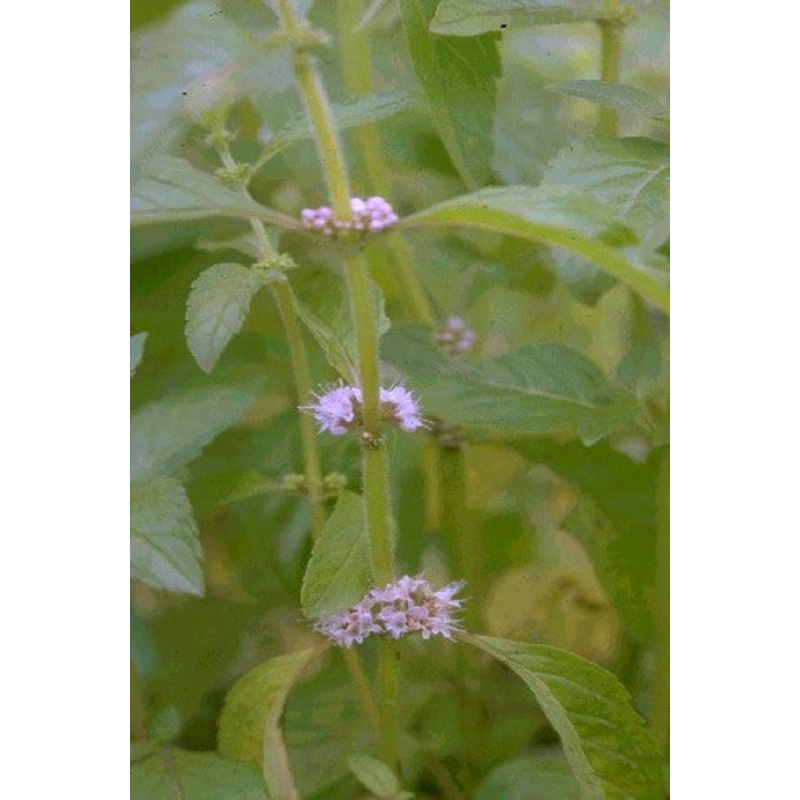 Mentha Aquatica  Mentha aquatica (Pre-Order)