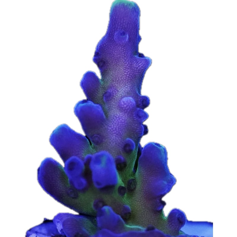 MIYAGI TORT Frag