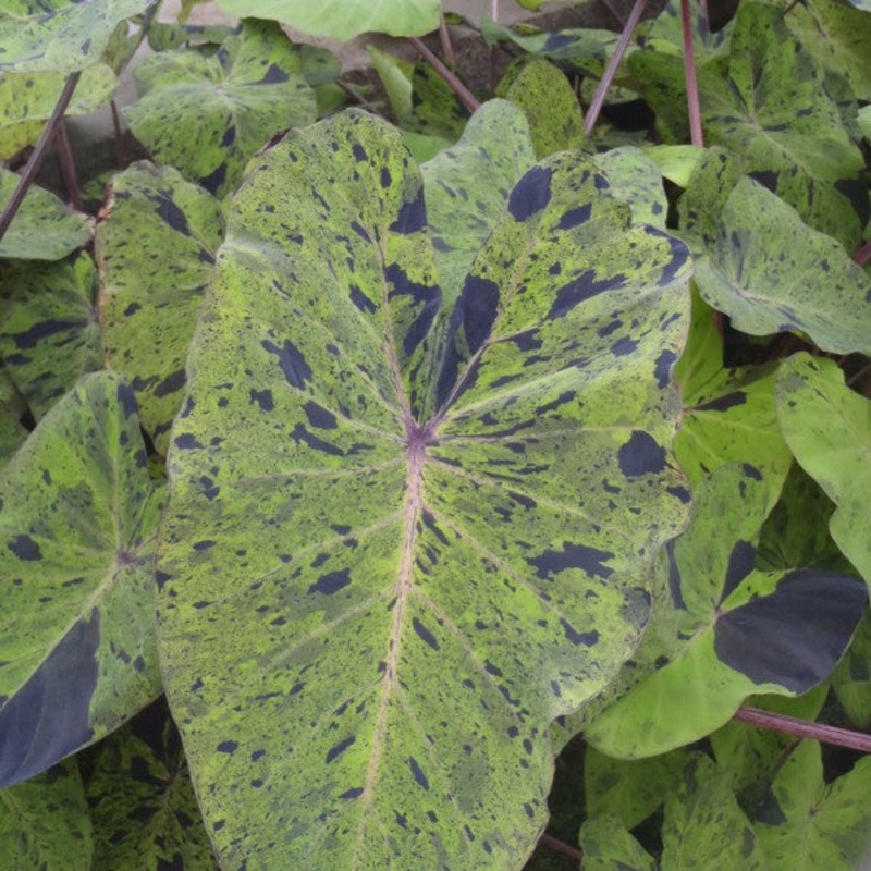 Mojito Taro  Colocasia esculenta (Pre-Order)