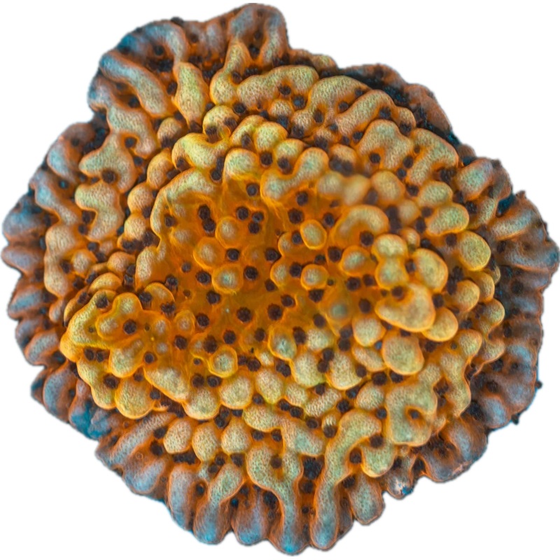 Nauti spiral montipora