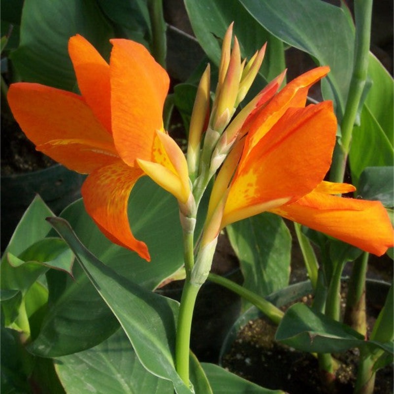 Orange Punch Canna (Pre-Order)