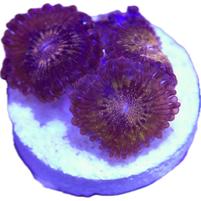 Pandora Zoa Frag