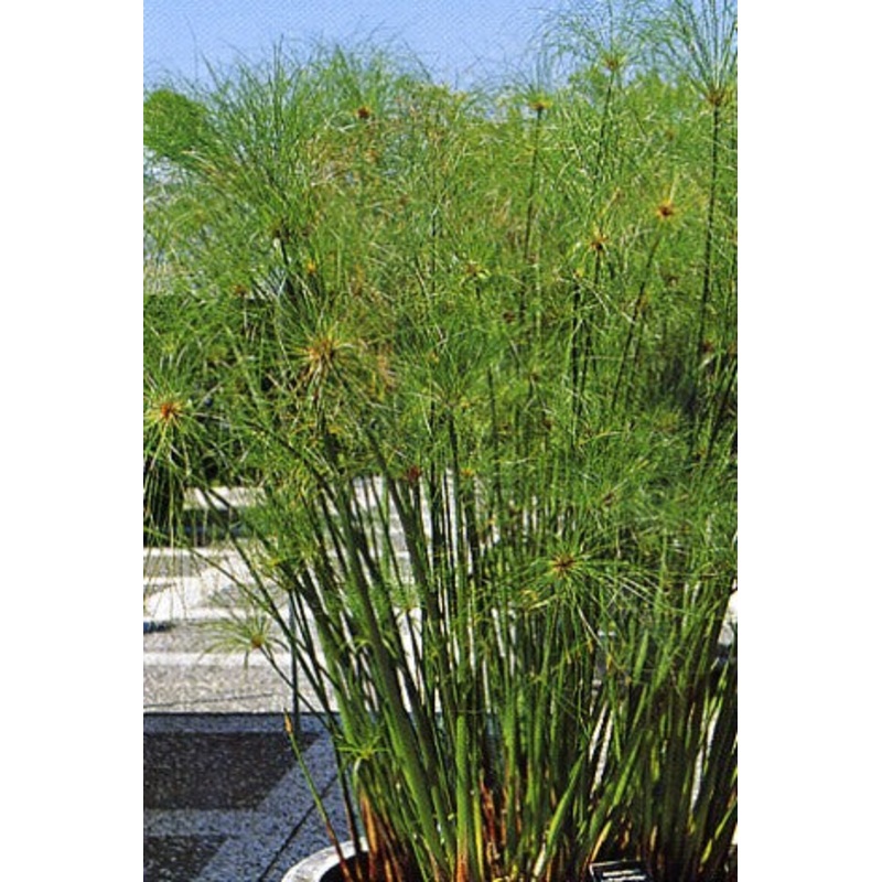 Papyrus  Cyperus papyrus (Pre-Order)