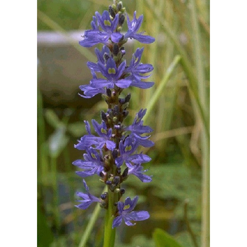 Pickerel Rush  Pontederia cordata (Pre-Order)