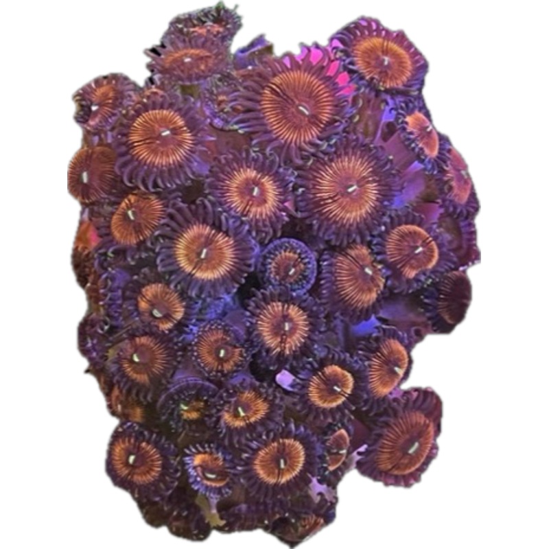 Pink Palythoa