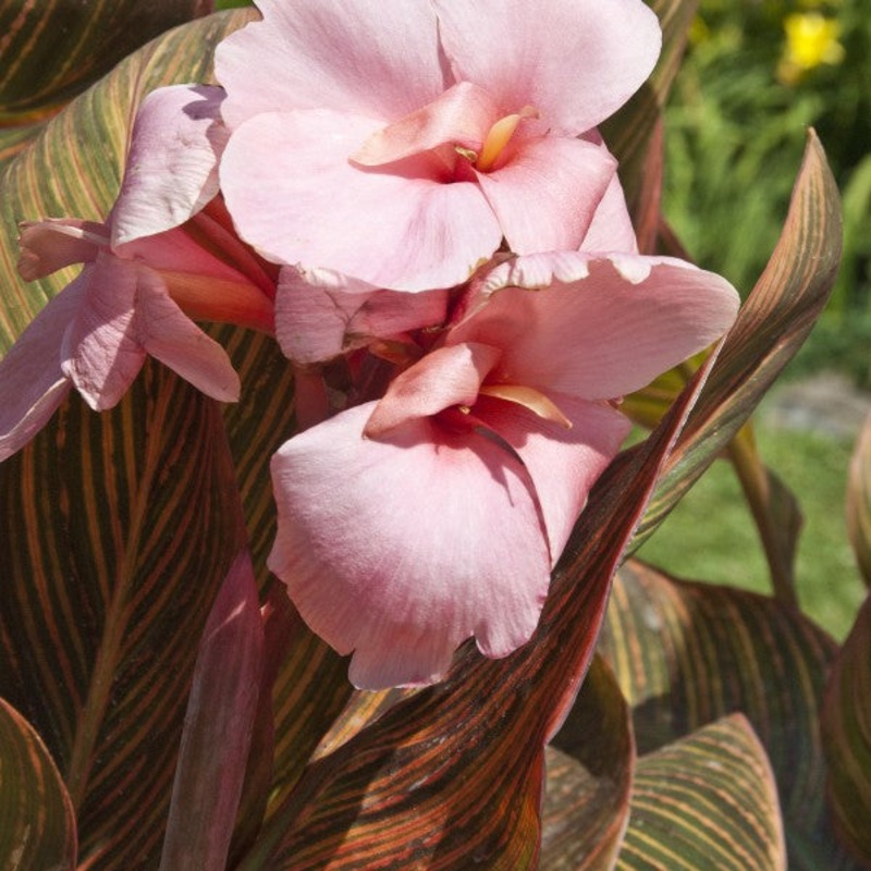 Pink Sunburst Canna  Canna sp (Pre-Order)
