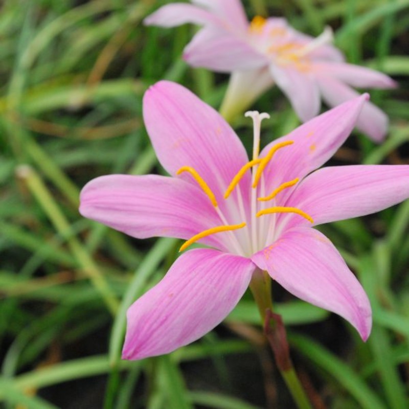 Pink Zephyr Lily  Zephyranthes rosea (Pre-Order)