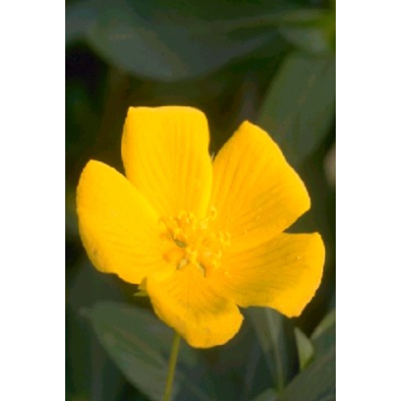 Primrose Creeper  Jussiaea diffusa (Pre-Order)