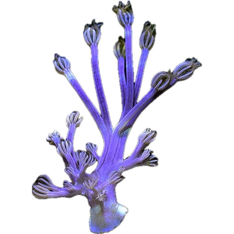 Purple Cespitularia