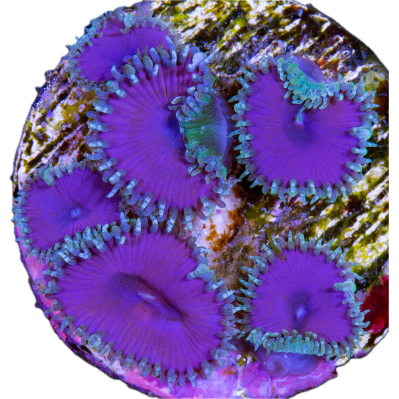 Purple Death Paly