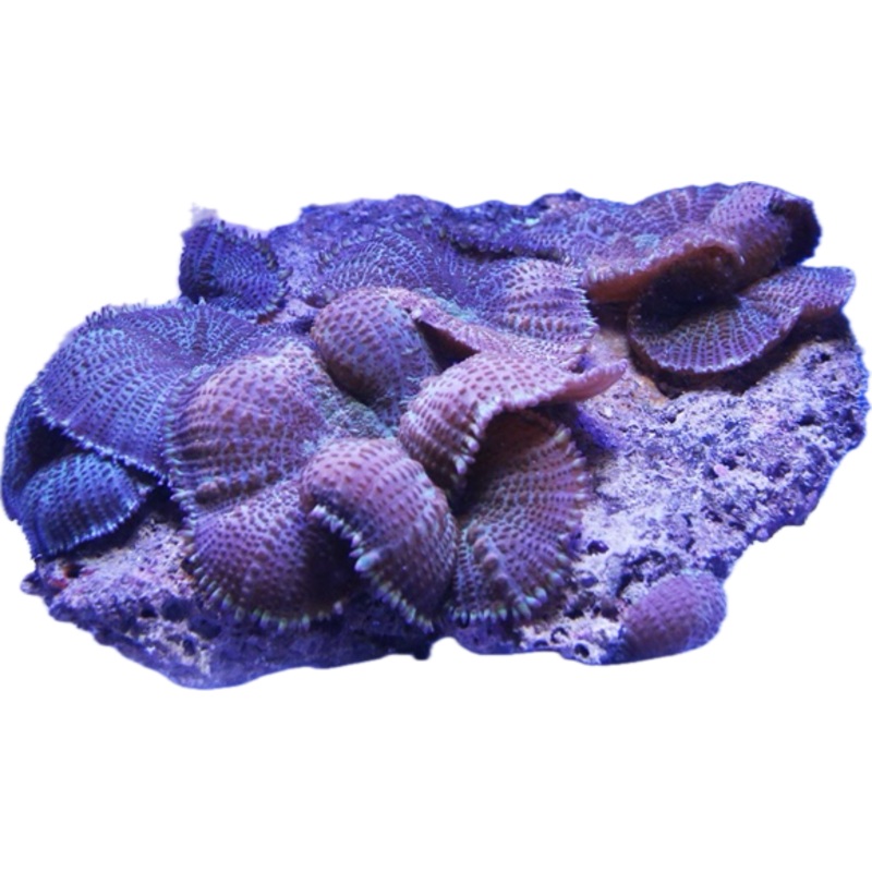 Purple Rim Rhodactis Mushroom per leaf