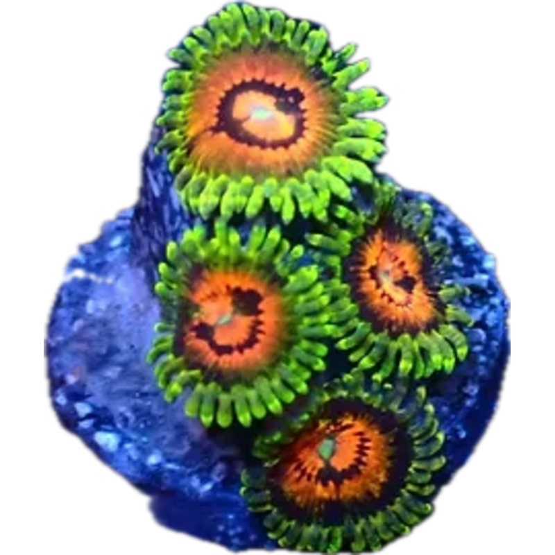 Rainbow Incinerator Zoa