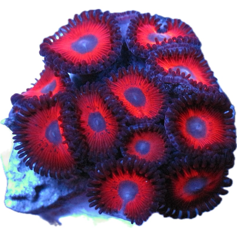 Red & Blue Zoa