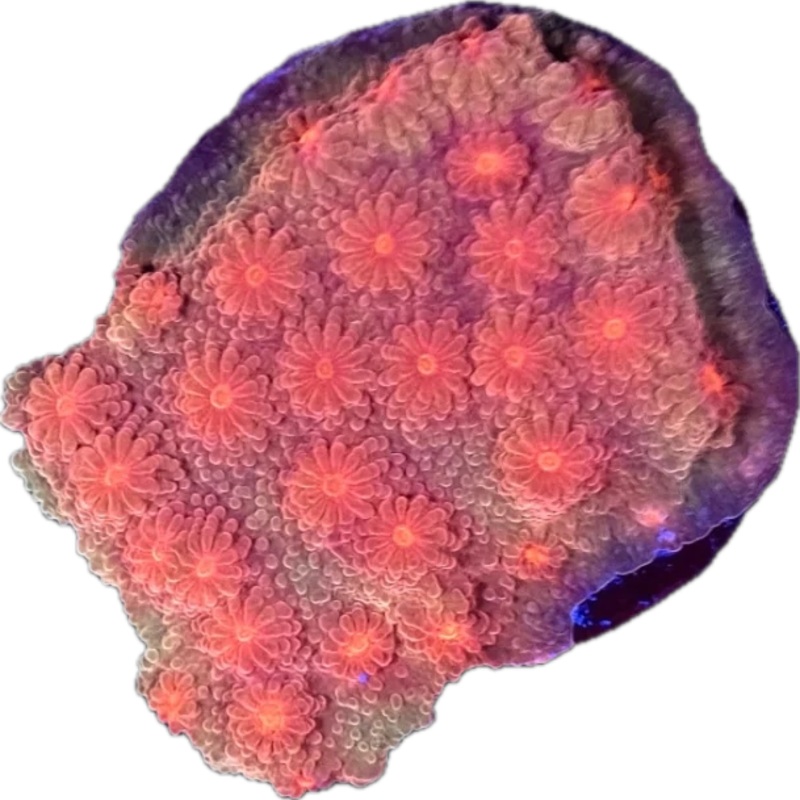 Red Cyphastrea
