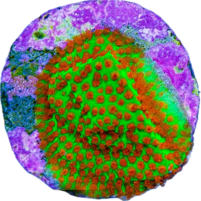 Red Eye Porities Frag