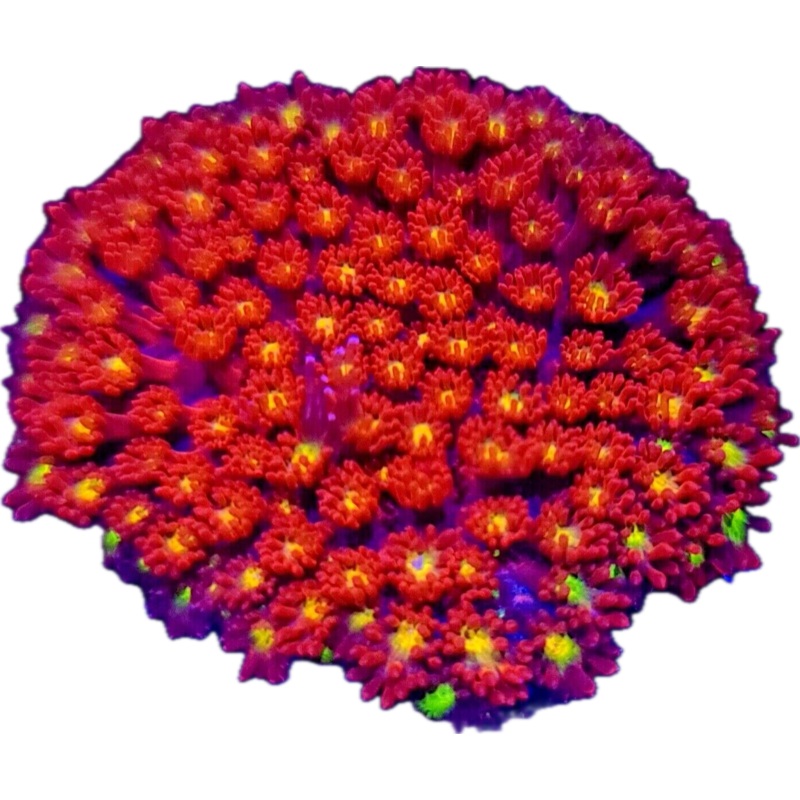 Red Goni Frag
