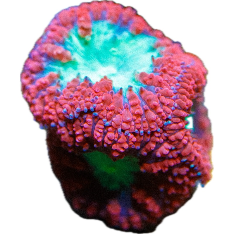 Red/Green Blasto