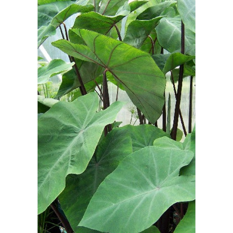 Red Stem Taro  Colocasia spp (Pre-Order)
