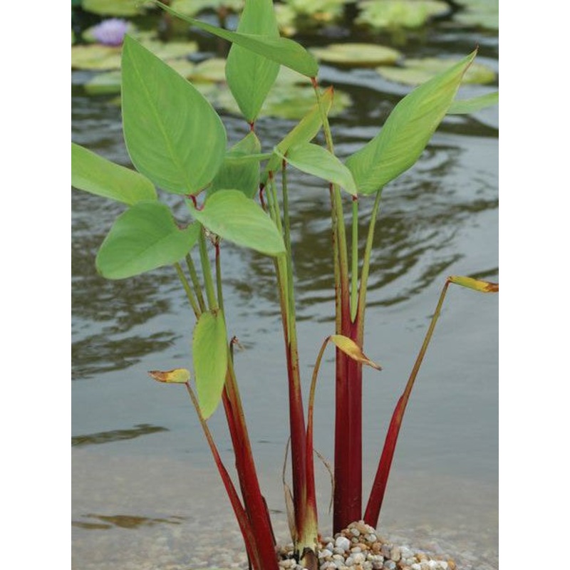 Red Stemmed Thalia  Thalia geniculata ruminoides (Pre-Order)