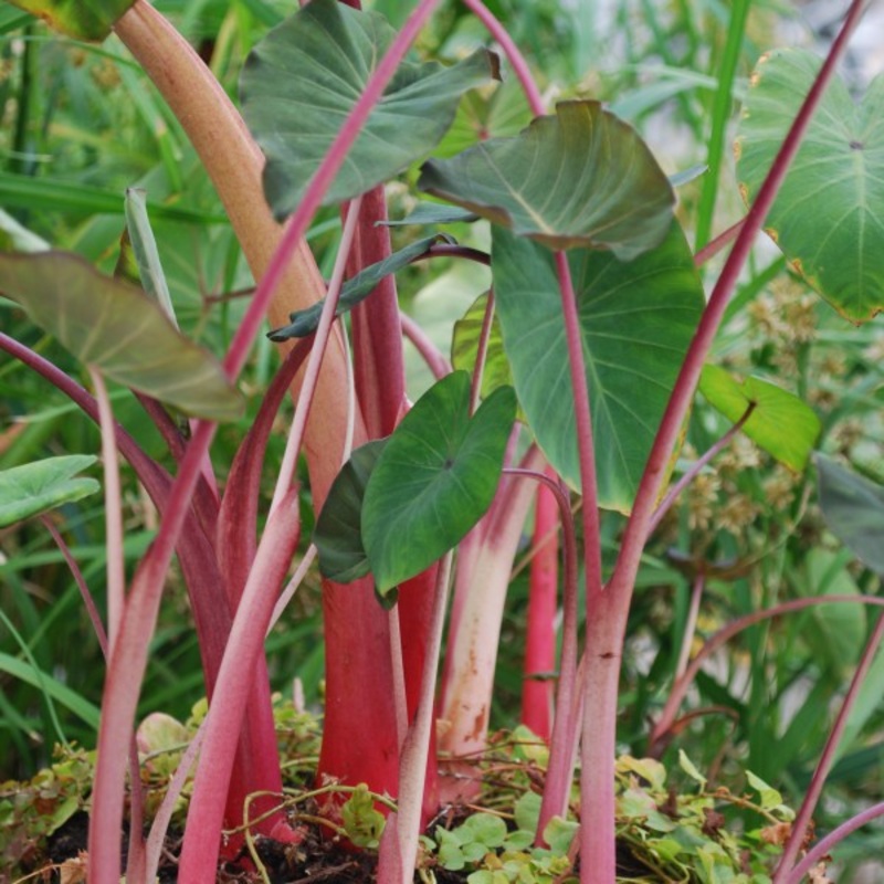 Rhubarb Taro  Colocasia esculenta (Pre-Order)