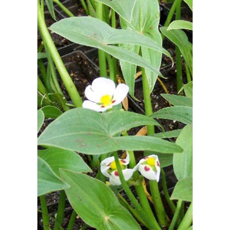 Ruby-Eyed Arrowhead  Sagittaria montevidensis (Pre-Order)