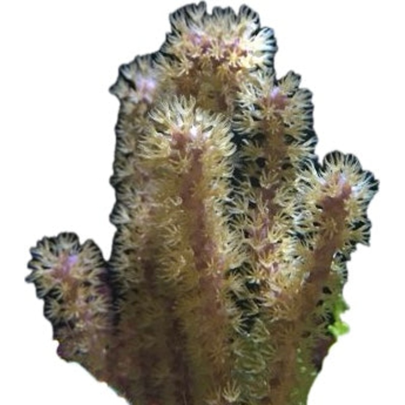 Rusty Gorgonian