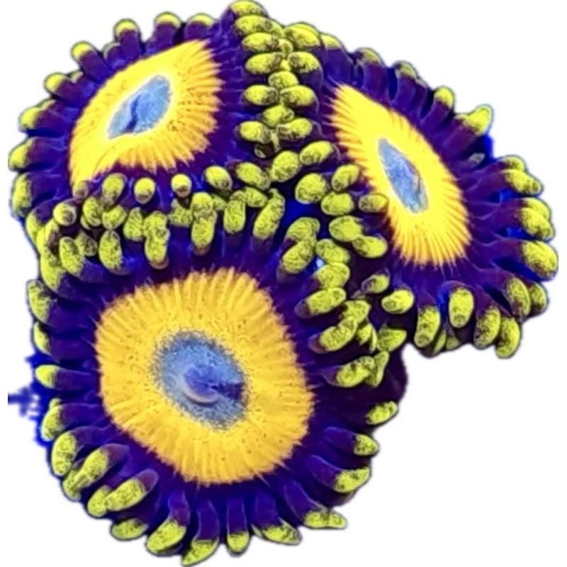 Scrambled Eggs  Zoa