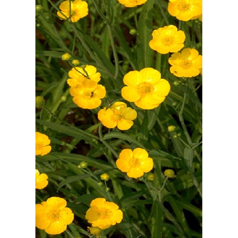 Spearwort  Ranunculus lingua grandiflora (Pre-Order)
