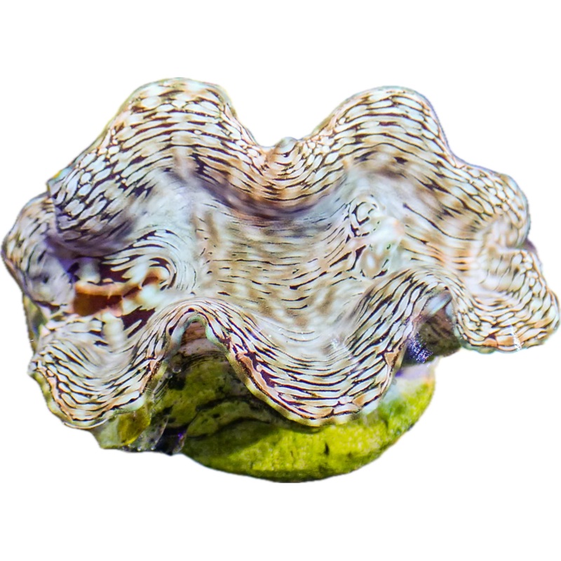 Squamosa Clam ML (arrived March 27)