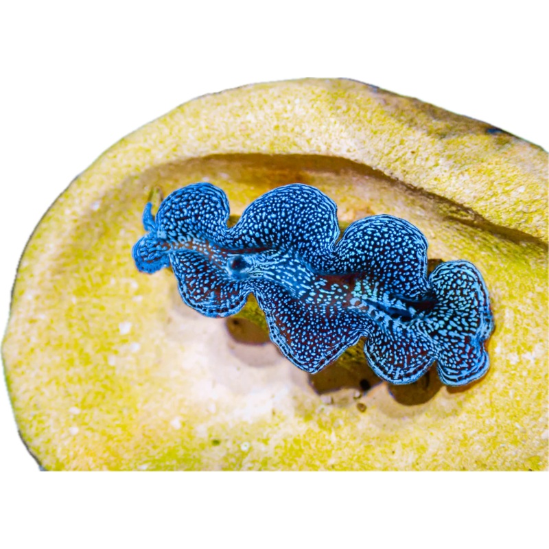 Squamosa Clam Ultra Blue Galaxy 3-5 cm (arrived March 27)