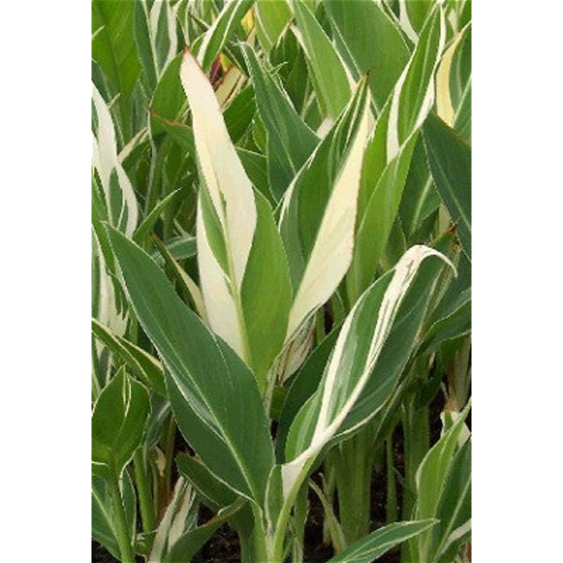 Stuttgart Canna  Canna x Stuttgart (Pre-Order)